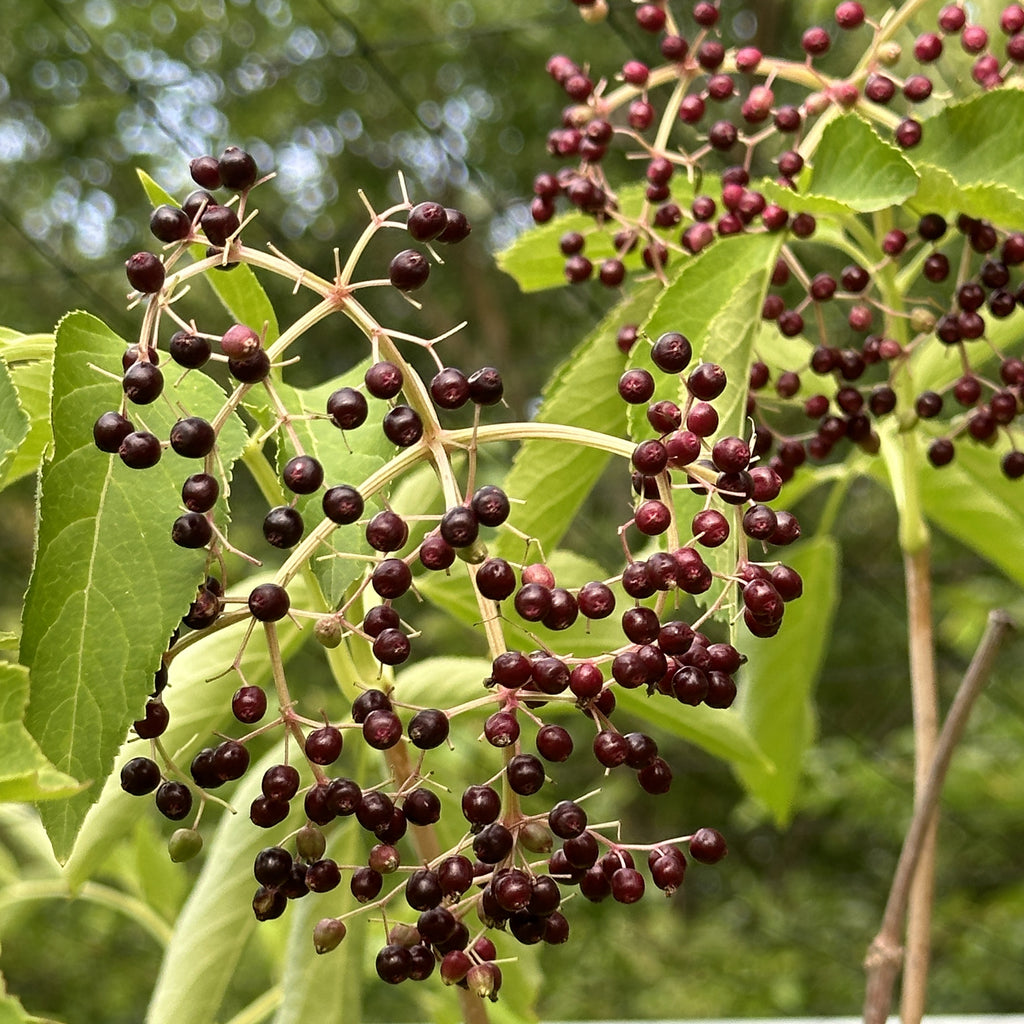 Elderberry Syrup Kit