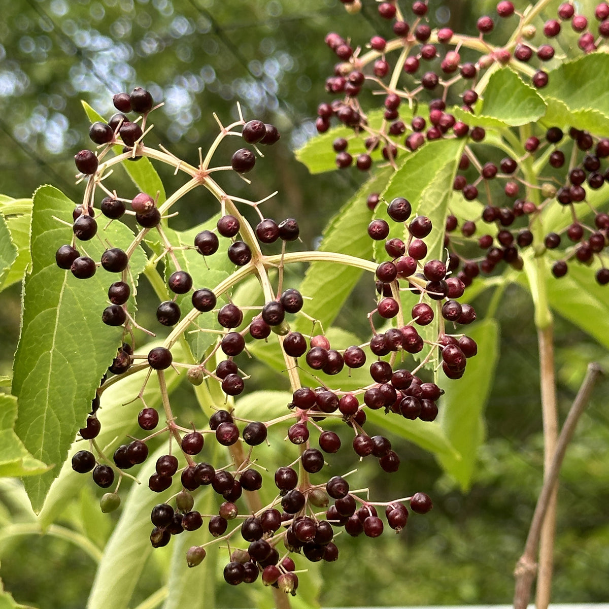 Elderberry Syrup Kit