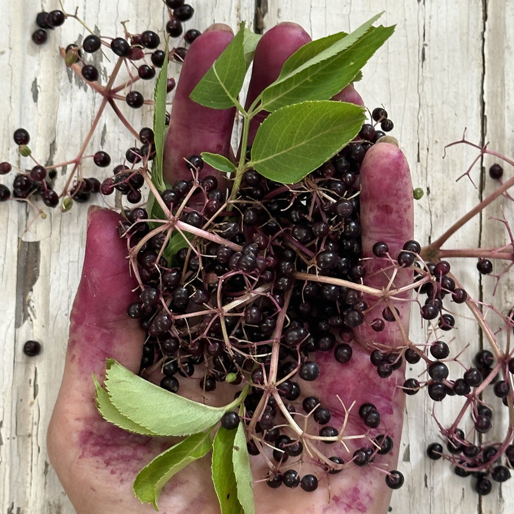 Elderberry Syrup Kit