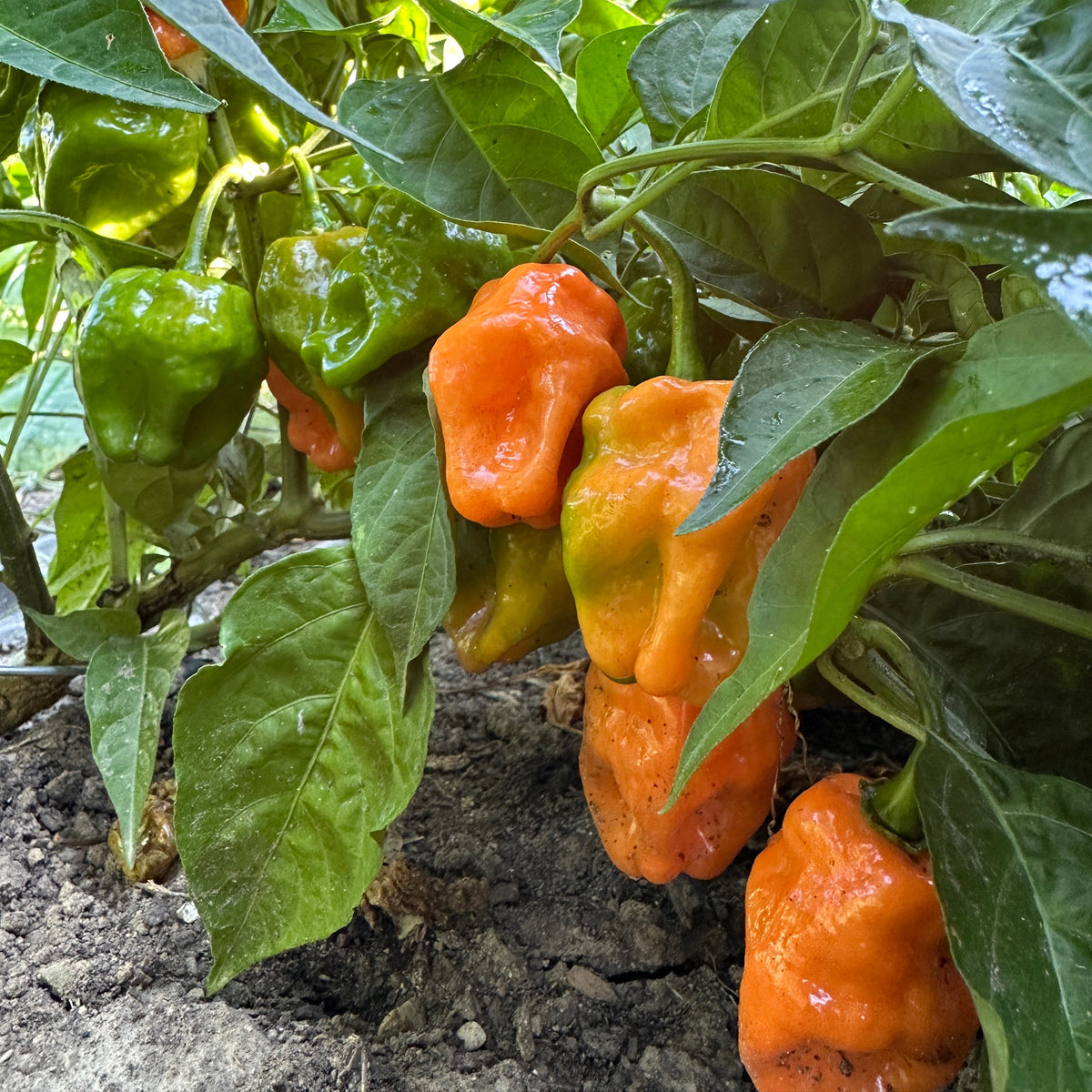 Sweet Habanero Fermented Hot Sauce