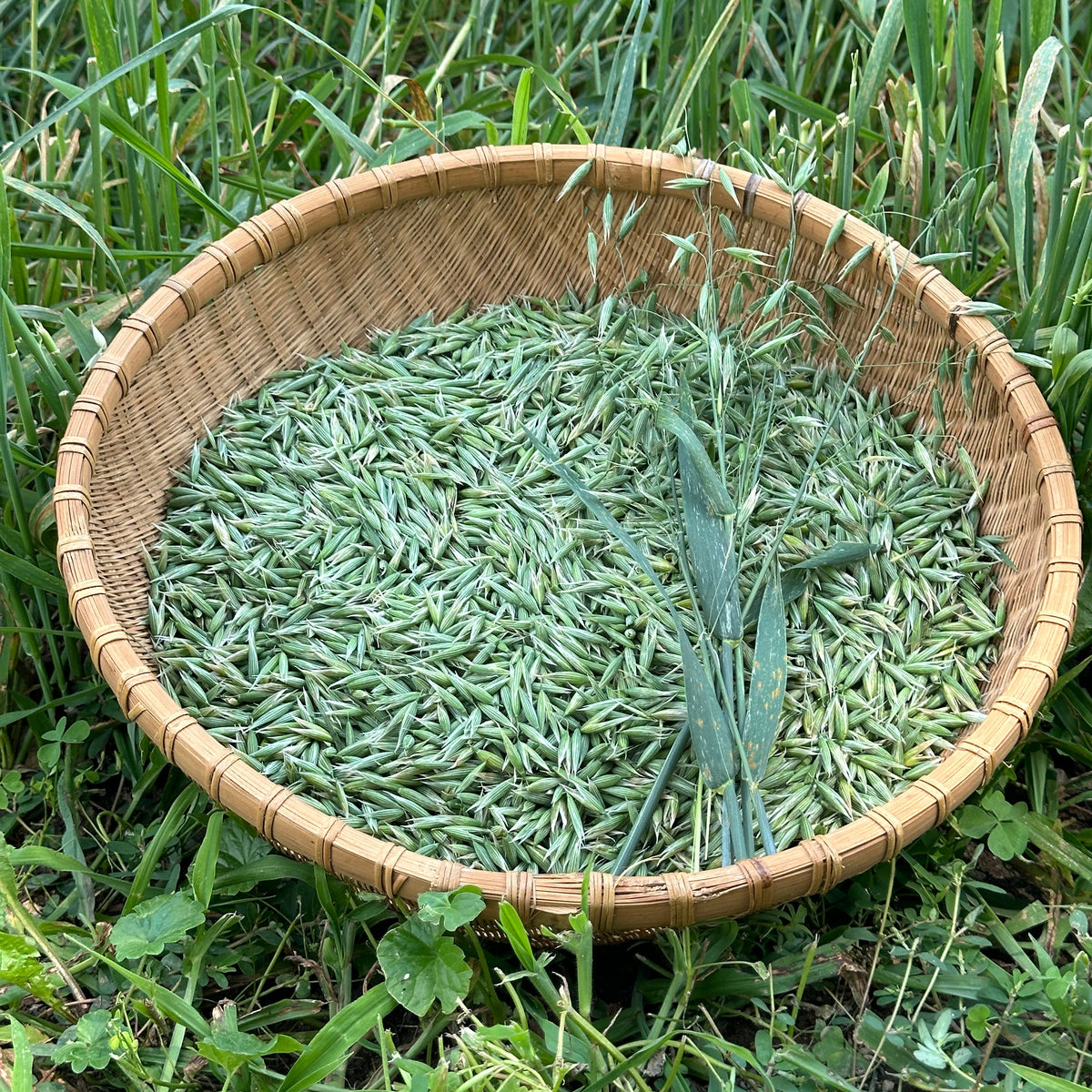 Mint Tranquility Herbal Tea Blend