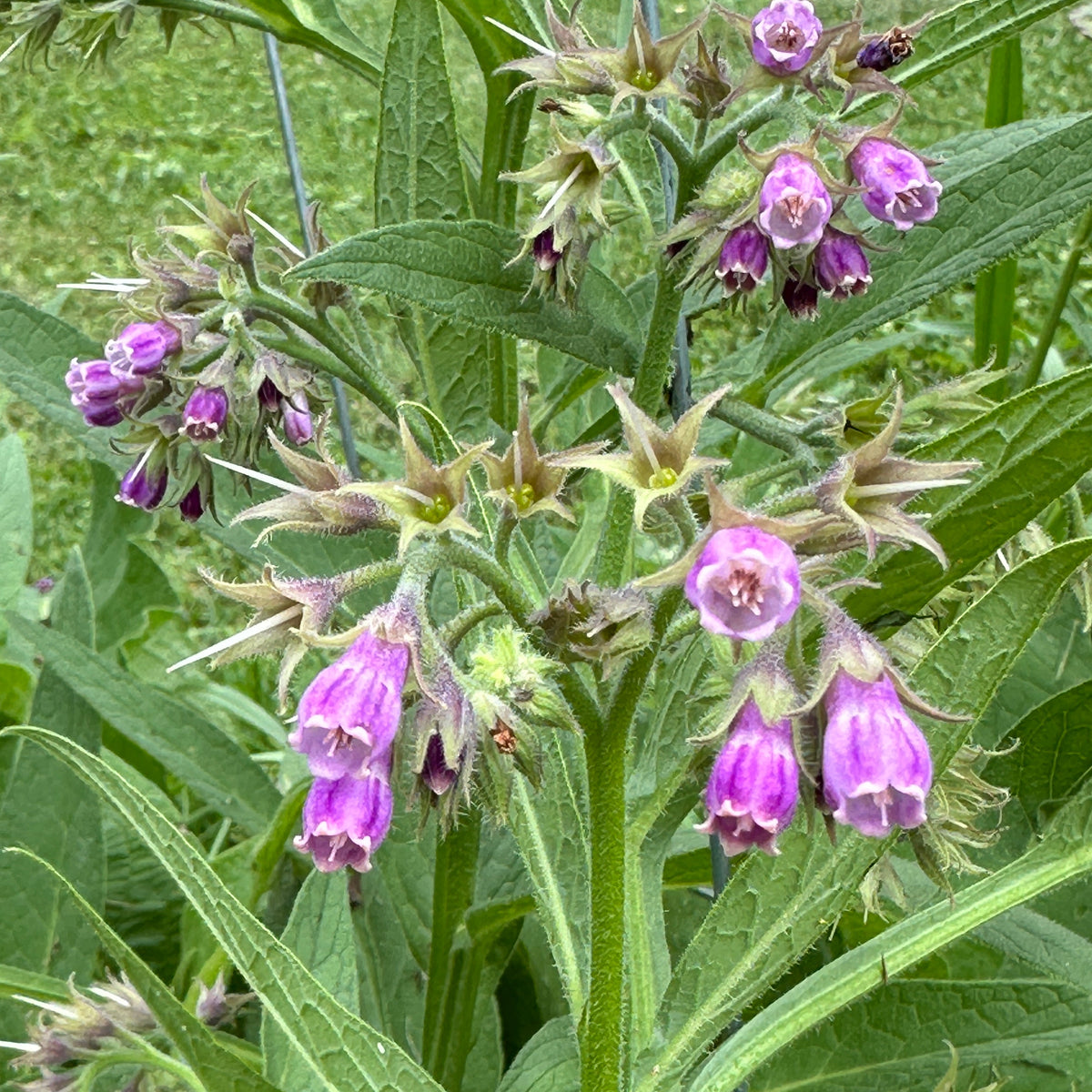 Clary Sage Comfrey Balm