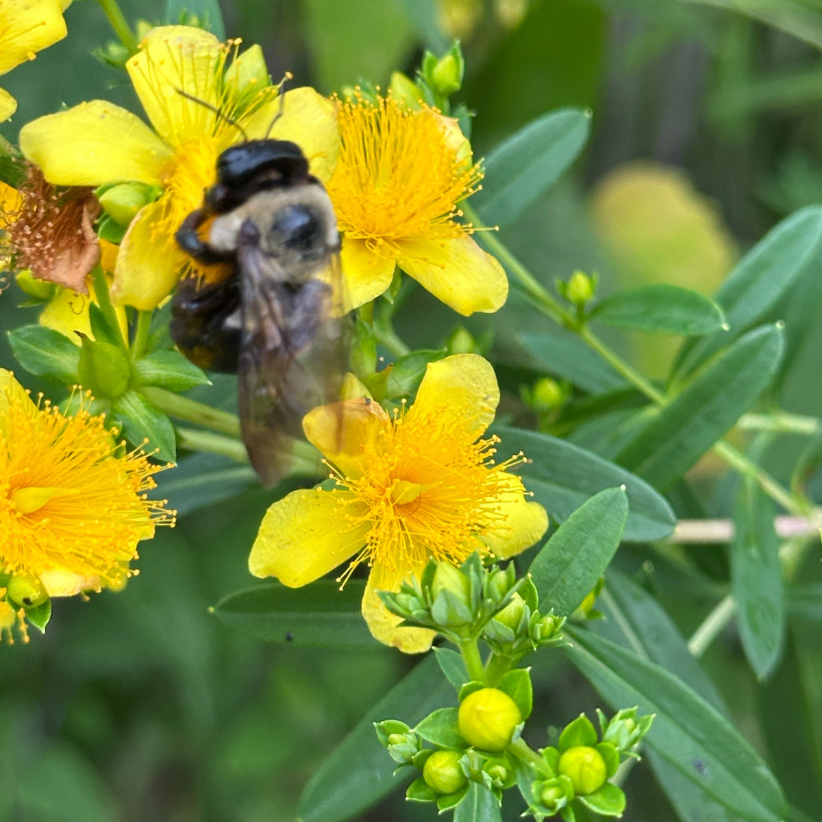 Arnica & St. John's Wort Balm
