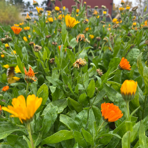 Calendula Oil (2 ozs.)