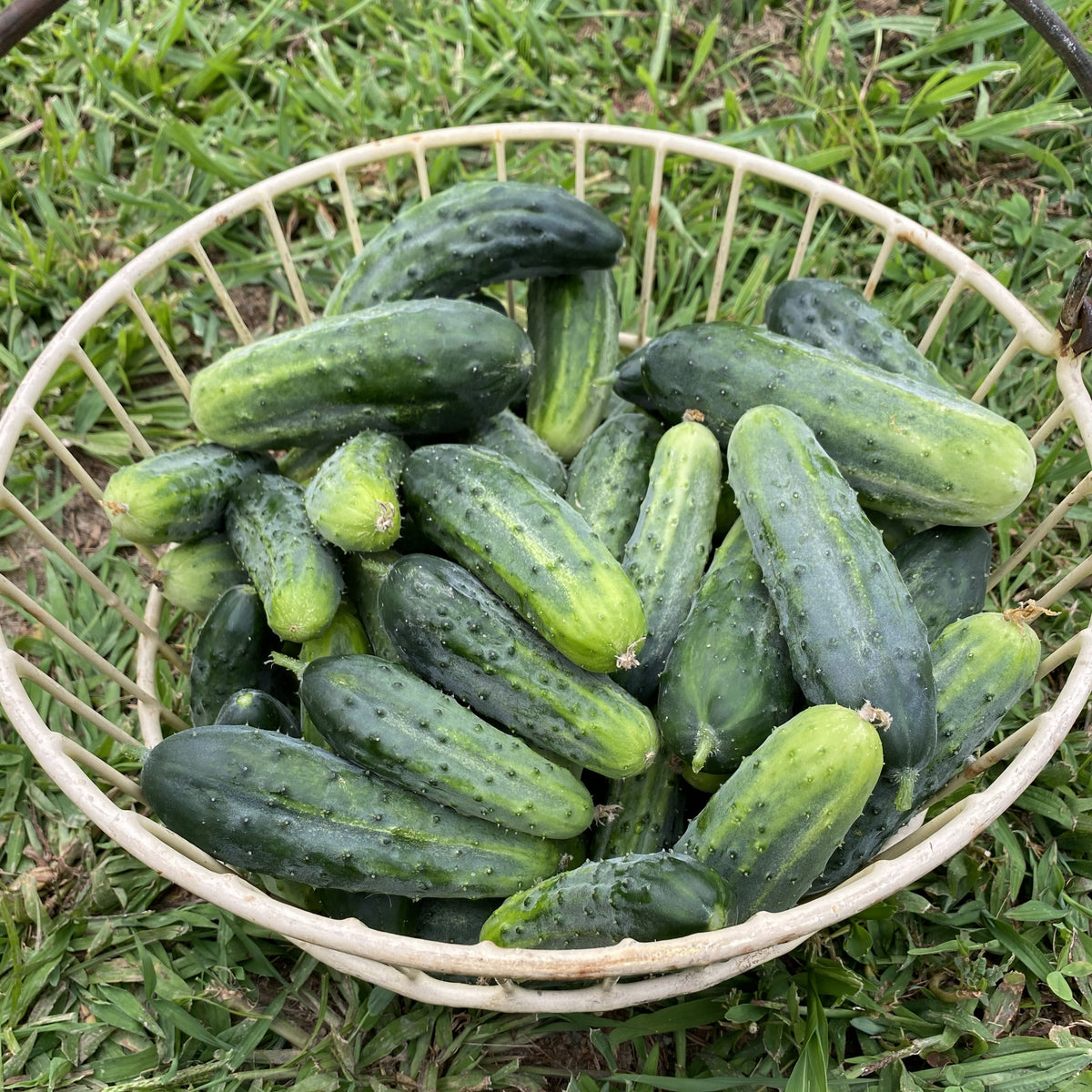 Dill Pickle Salt