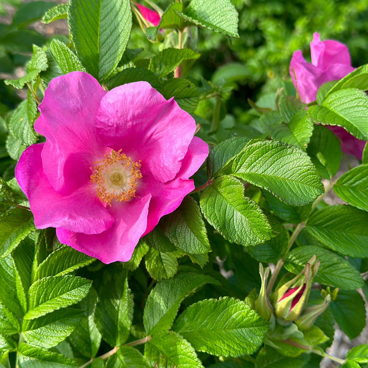 Rose Garden Herbal Tea Blend