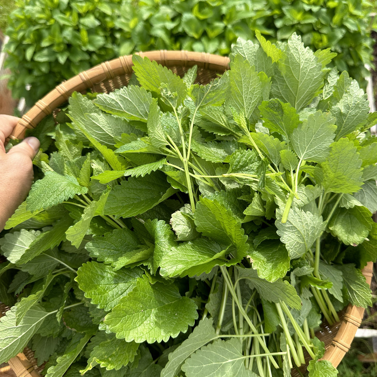 SimpliciTea Herbal Tea Blend
